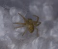 0117-1030 Spider (1174606)